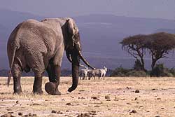 The flat plains of Amboseli harbour plenty of wildlife.