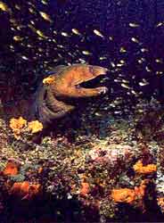 A moray eel seen while scuba diving in Watamu.