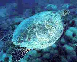 Green Turtle