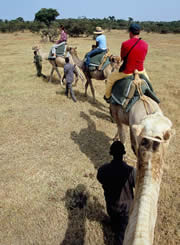 Riding camels in Laikipia.